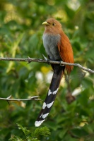 Kukacka veverci - Piaya cayana - Common Squirrel-cuckoo o4009